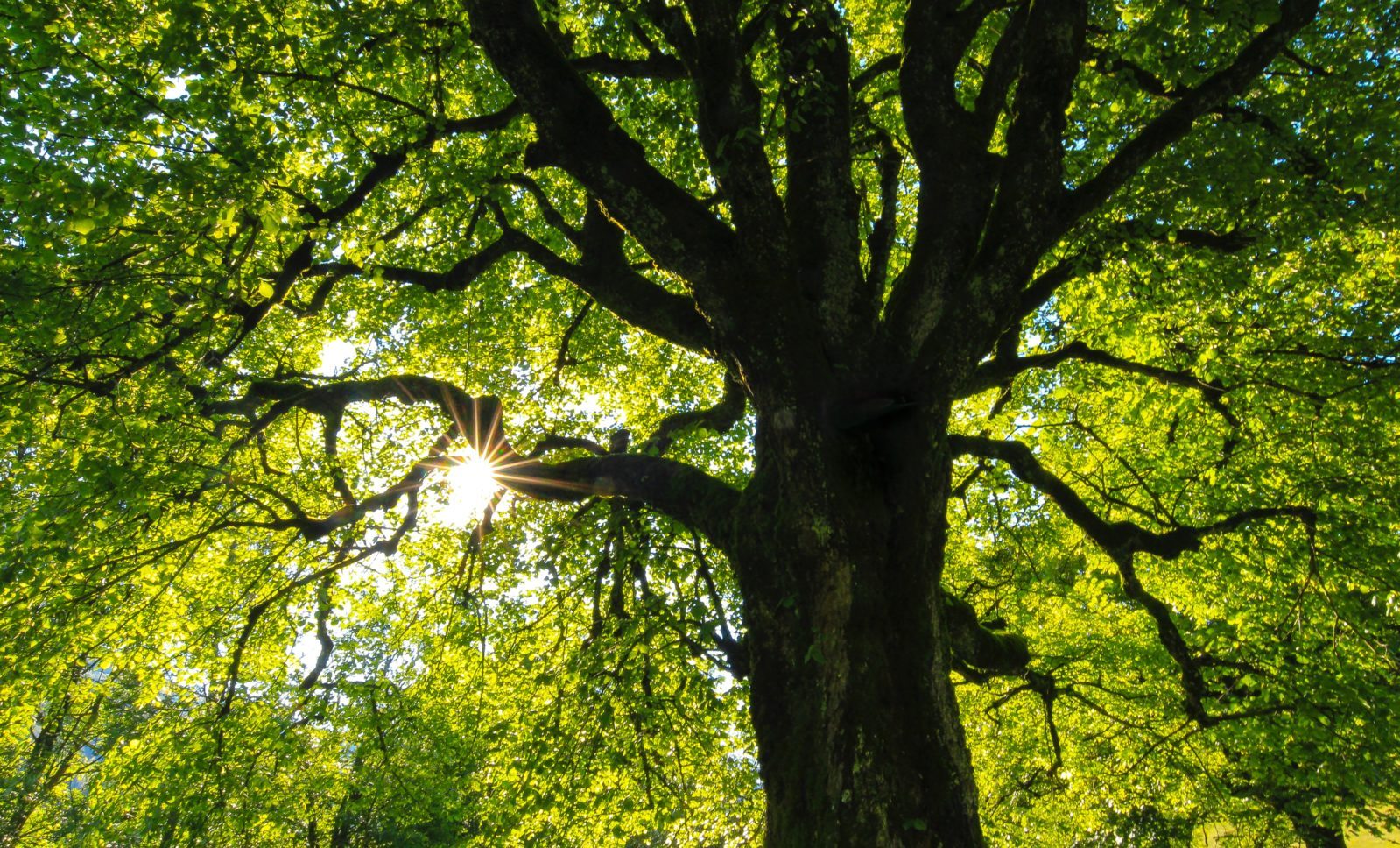 Branches and Trunks